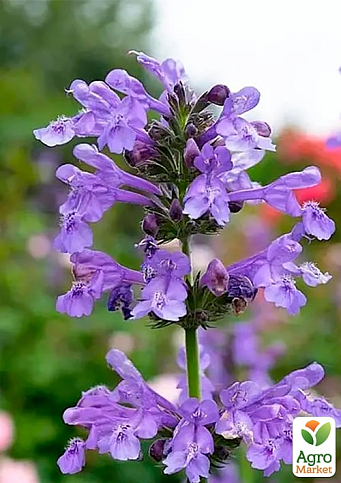 Котовник "Laguna Blue" (Nebula Fassen)