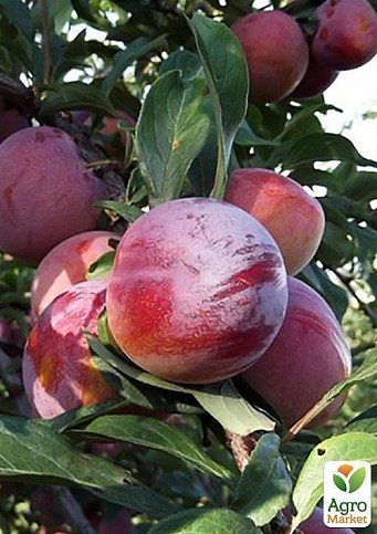 Слива "Озарк Прем'єр" - фото 3