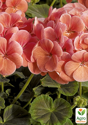 Пеларгония "Буллз Ай F1" salmon ТМ "Профессиональные семена" 50шт 