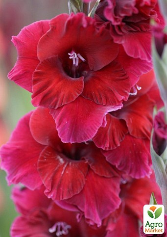 Гладиолус "Plumtart"  - фото 2