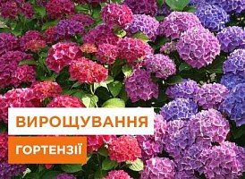 Гортензія: посадка та догляд - корисні статті про садівництво від Agro-Market