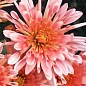Хризантема мультифлора куляста "Стелла" (вкоріненого живця висота 5-10 см)