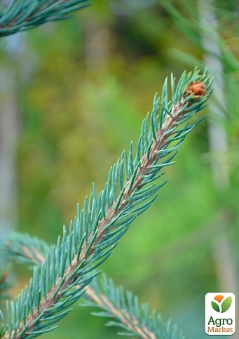 Ель 2-х летняя Энгельмана "Snake" С3, высота 20-25см - фото 3