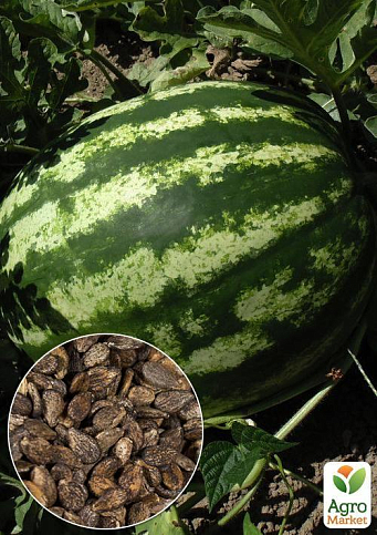 На развес Арбуз "Княжич" ТМ "Весна" цена за 6г