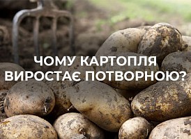 Картопля виросла потворною: основні помилки  | Agro-market