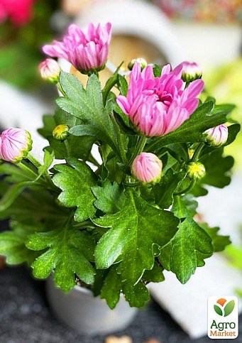 Хризантема "Classic Rose" (Нідерланди) - фото 3