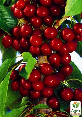 Черешня колоновидная "Сильвия" укорененная в контейнере (саженец 2 года) - фото 3