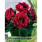 Глоксиния махровая "Брокад Ред" ТМ "Поиск" 5шт