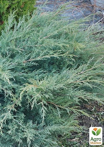 Ялівець віргінський Grey Owl контейнер 3 л діаметр 40-50 см