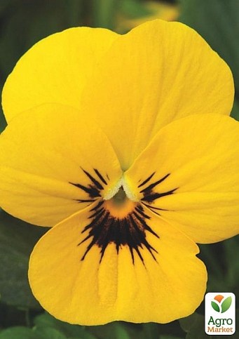 Виола (Viola Cornuta) "Primrose Blotch" - фото 2