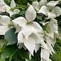 Дерен Коуза (Cornus kousa) Кизил Японский купить
