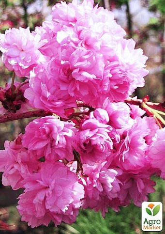 Сакура на штамбе "Кику шидаре" (Kiku-shidare) - фото 5