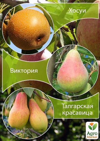 Дерево-сад Груша "Хосуи+Виктория+Талгарская красавица" 