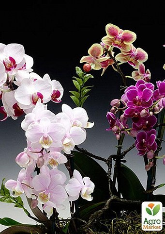 Фаленопсис микс "Phalaenopsis mixed"  дм 12 см выс. 80 см