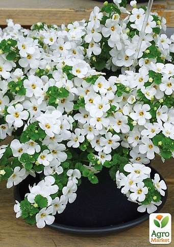 Бакопа Ампельная "Mega Copa White"