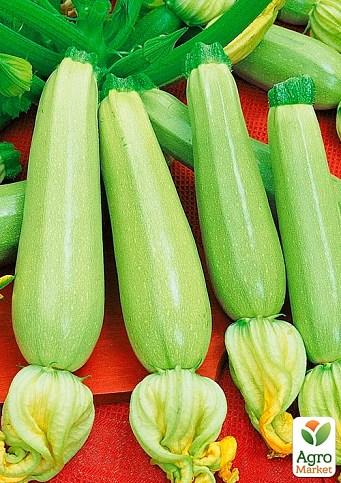 Кабачок "Аспирант" (Зипер) ТМ "Весна" 5г - фото 2