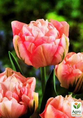 Тюльпан "Peach Blossom" 3шт в упаковке