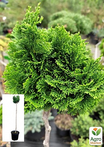 Кипарисовик на штамбе "Nana Gracilis" С5, высота 70-80см