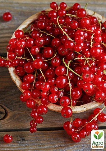 Эксклюзив! Смородина интенсивно-красная "Дикая страсть" (Wild Passion) (премиальный ранне-средний сорт)