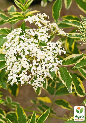 Бузина черная "Variegata" контейнер Р9