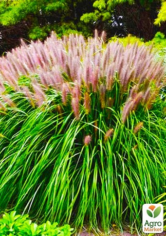 Пеннісетум лісохвостий «Red Head» (Pennisetum alopecuroides Red Head)