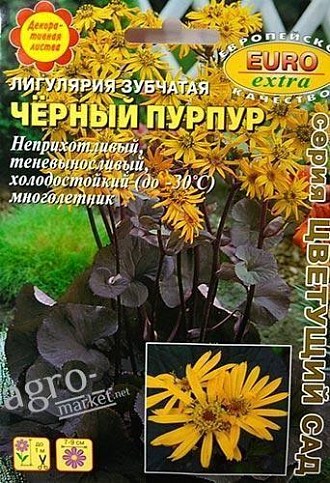 Лигулярия зубчатая "Чёрный пурпур" ТМ "Аэлита" 4шт