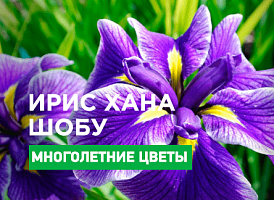 Як вирощувати японські іриси - корисні статті про садівництво від Agro-Market