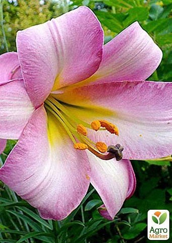 Лилия "Pink Perfection" 1шт в упаковке