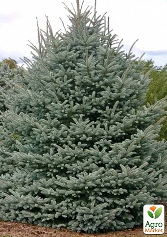 Ель Вильсона "Picea Wilsonii" вазон С2, высота 20-30см
