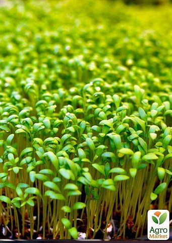 Пророщувач (спраутер) для насіння і мікрозелені ТМ "ProVita" - фото 2