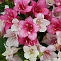 Вейгела "Marjorie" (Weigela Florida)