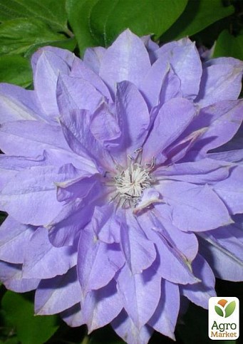 Клематис "Teshio" (повторноцветущий сорт) - фото 2