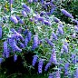 Буддлея Давида "Empire blue"