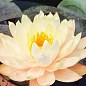 Нимфея "Пич Лили"
