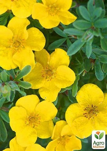 Цветущий кустарник "Potentilla Fruticosa / Лапчатка кустарниковая"