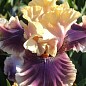 Ірис бородатий великоквітковий "Smoke And Thunder"