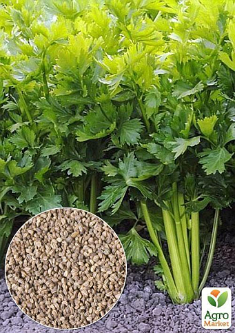 На вагу Селера черешкова "Паскаль" ТМ "Весна" ціна за 2г