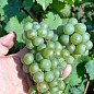 LMTD Виноград "Riesling" (сортовий, укорінений) купить