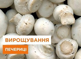 Як виростити печериці у квартирі - Agro-Market
