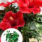 Гібіскус кімнатний "Volcano"