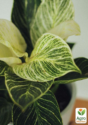 LMTD Филодендрон "White Wave" высота 30-40см - фото 5