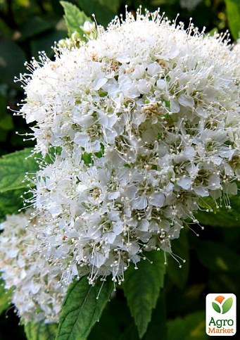 Спирея Японская "Albiflora" (горшок Р9) 