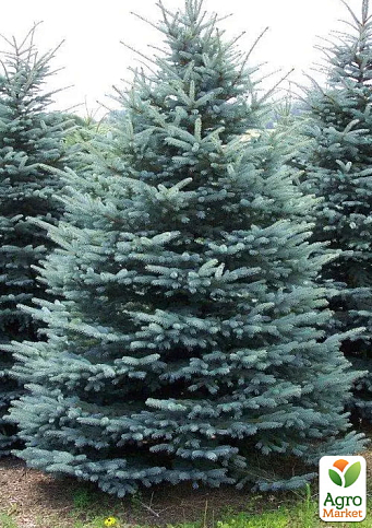 Ель голубая "Kaibab" высота 160-180 см