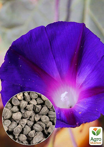 На вагу Іпомея "Синя зірка" ТМ "Весна" ціна за 2г