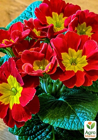 Примула первоцвет "Red Primrose" 