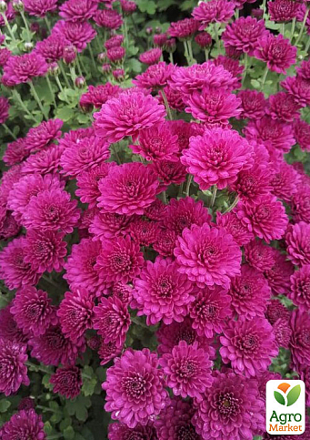 Хризантема мультифлора куляста "Nancy Purple" 