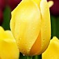 Тюльпан "Happy Design" (розмір 11/12, великий) 3шт в упаковці