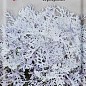 Цинерарія "Срібна" ТМ "Пошук" 0.2г
