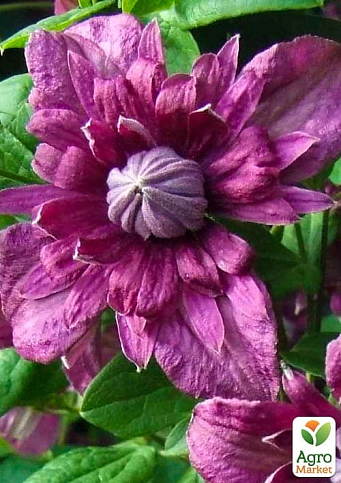 Клематис 2-х летний "Purpurea plena elegans" вазон С2