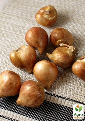 Тюльпан "Golden Tango" (размер 11/12 , крупный) 3шт в упаковке - фото 2